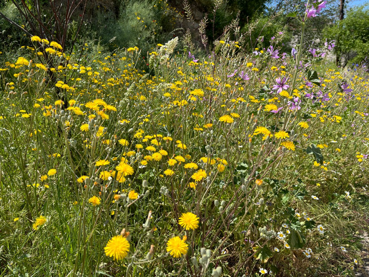 peter foolen tweet media