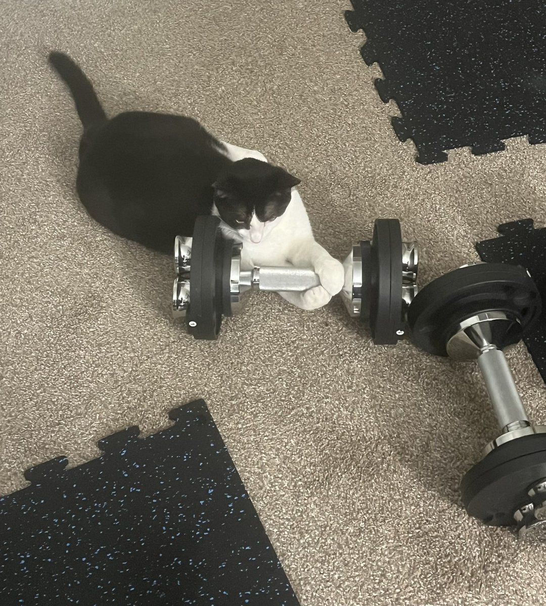 TheBoozerweight's tweet photo. Someone is enjoying his Saturday morning workout. #fitness #BodyGuy #BodyCat #CatsOfX https://t.co/50uN3saZnx