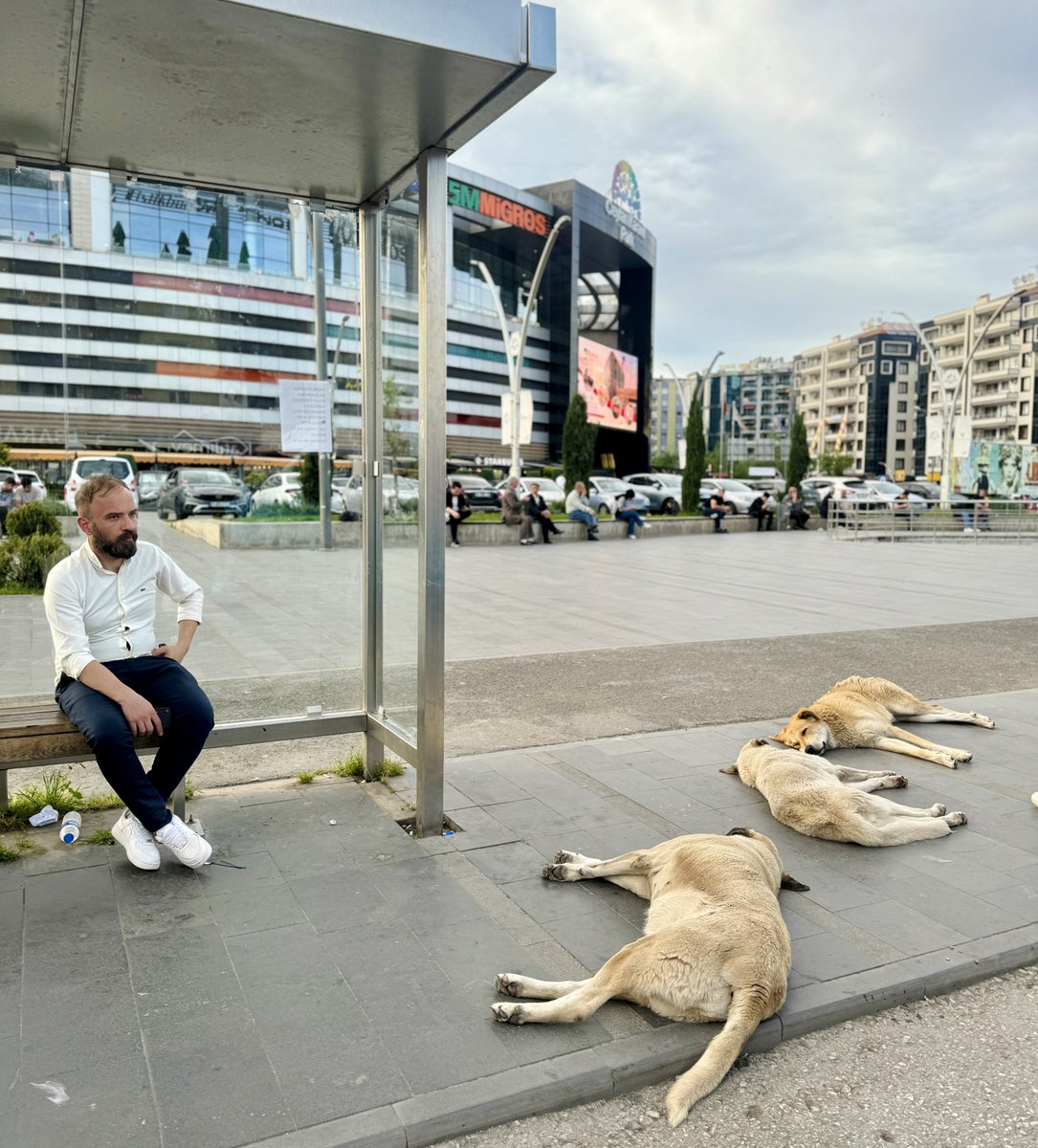 Diyarbakır’ın en kalabalık durağındaki başıboş köpekleri görünce aklıma HÜDA PAR Genel Başkanı Zekeriya Yapıcıoğlu’nun şu cümlesi geldi.

“Biz köpek düşmanı değiliz ama biz köpekperestleri de sevmiyoruz!”

[#sokakköpekleri #fırtına #deprem]