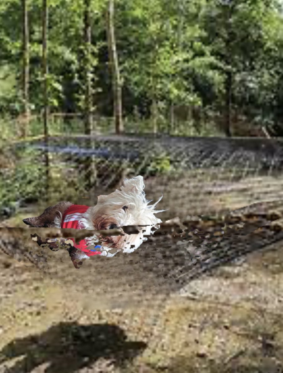 Frankie @PestieW stop messin abowt an get off dat net #zzst