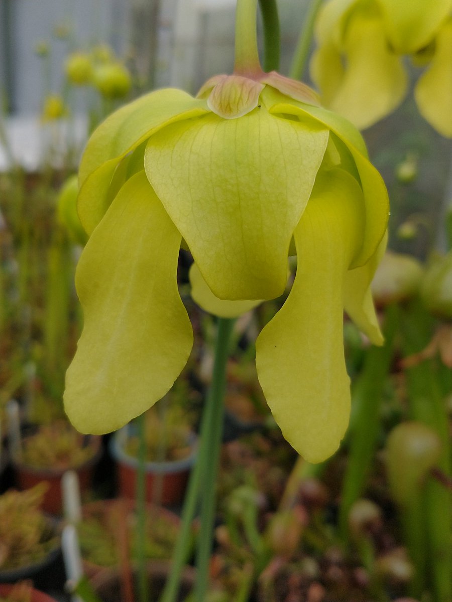 SewellLeigh's tweet photo. Sarracenia just throwing up the first blooms π #carnivorousplants #flytraps #macro #FlowersOfTwitter #blooms https://t.co/fDPVTMym6S