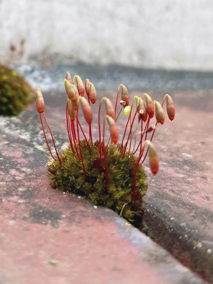 mosses are so lovely; soft, unbothered, thriving in their own little world