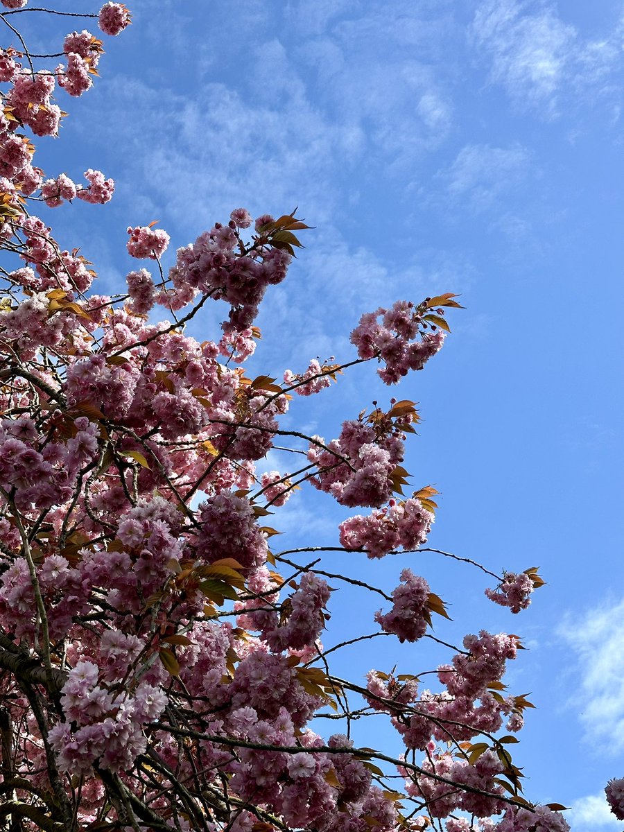 The cherry blossom was making Harrogate particularly springlike today, even if it was still a little chilly.