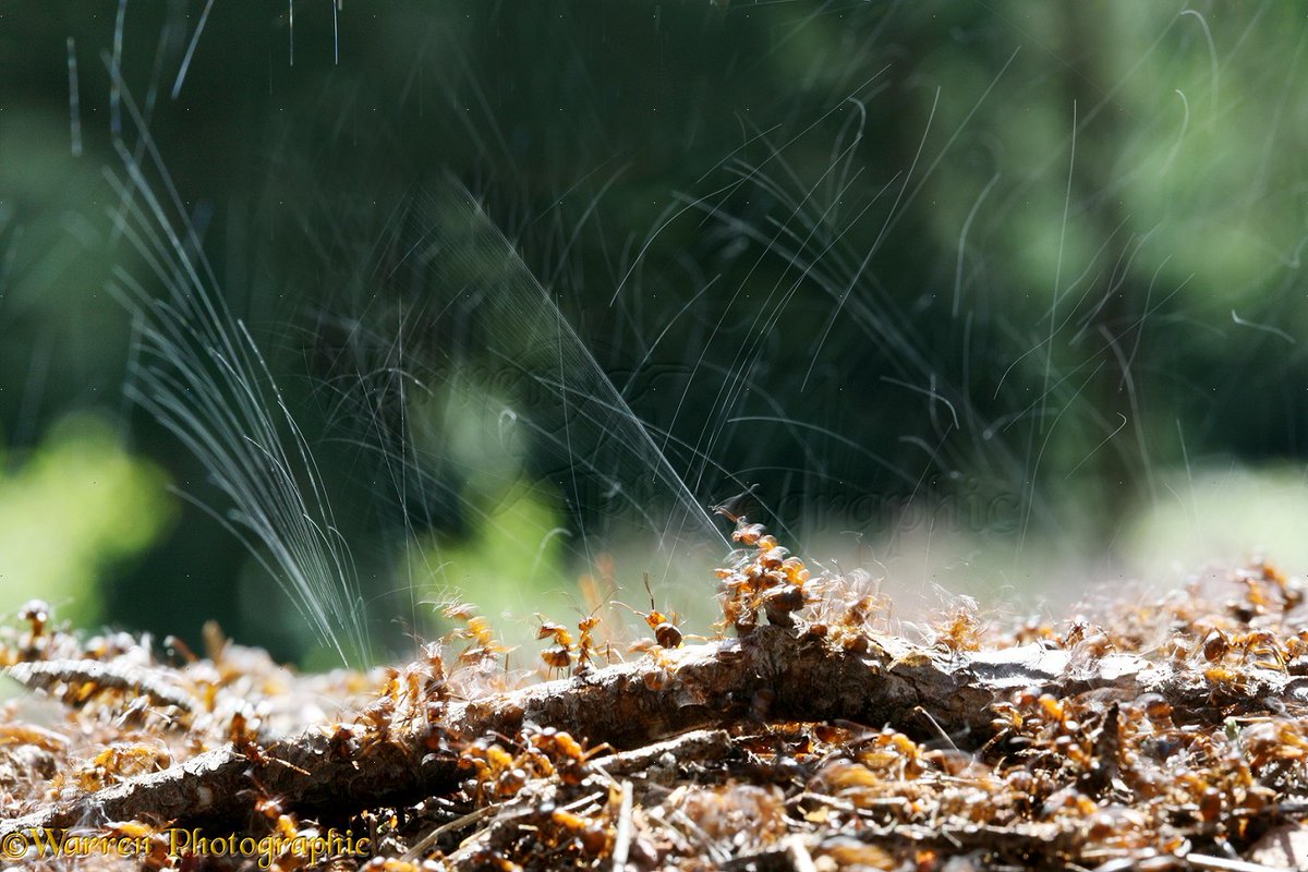🐜😱Hormigas carpinteras esparciendo ácido fórmico para alejar a depredadores. La naturaleza es increíble #Ants #Hormigas #Insects