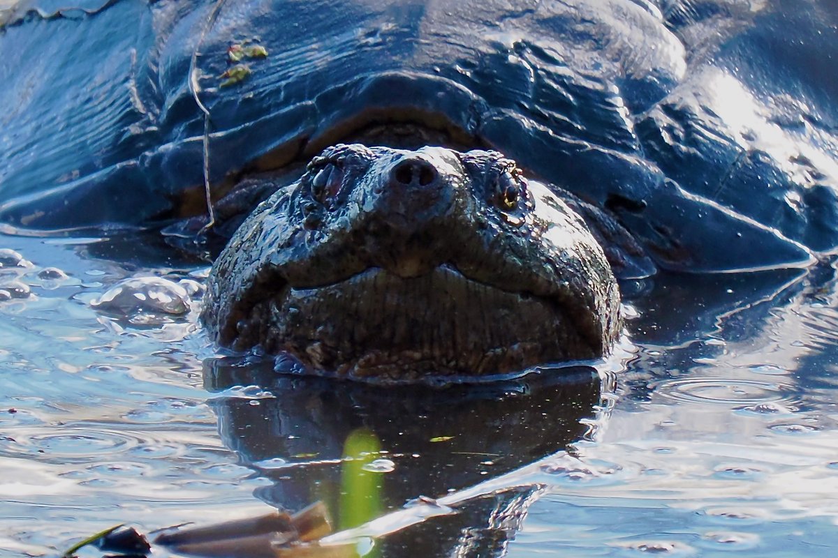 The look
#NaturePhotography #wildlifephotography #worcester #worcesterma #centralmass #centralma #nature #wildlife #turtle #turtles #snappingturtles #massachusetts #olympusphotography #newengland #animals #TwitterNatureCommunity #OM1