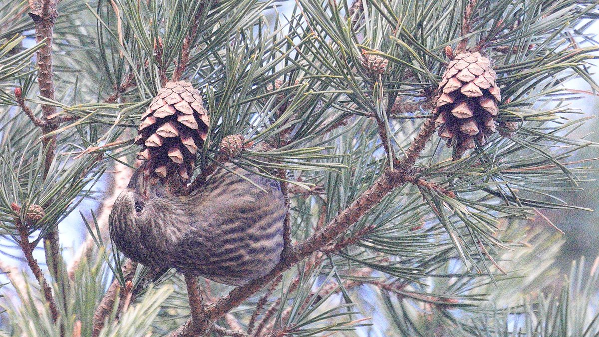 The only food recently fledged Crossbills can get at is cones that have opened already, as they don't have a proper 'crossed' bill to use as levers! #highlandbirds