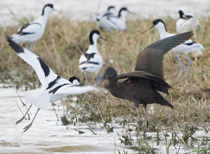 The Glossy Ibis appeared on Cley NWT Pat's Pool for a while yesterday evening. It was quietly feeding and minding its own business, but the ever-stroppy Avocets didn't like it. (More pics as usual at cleybirds.com.)