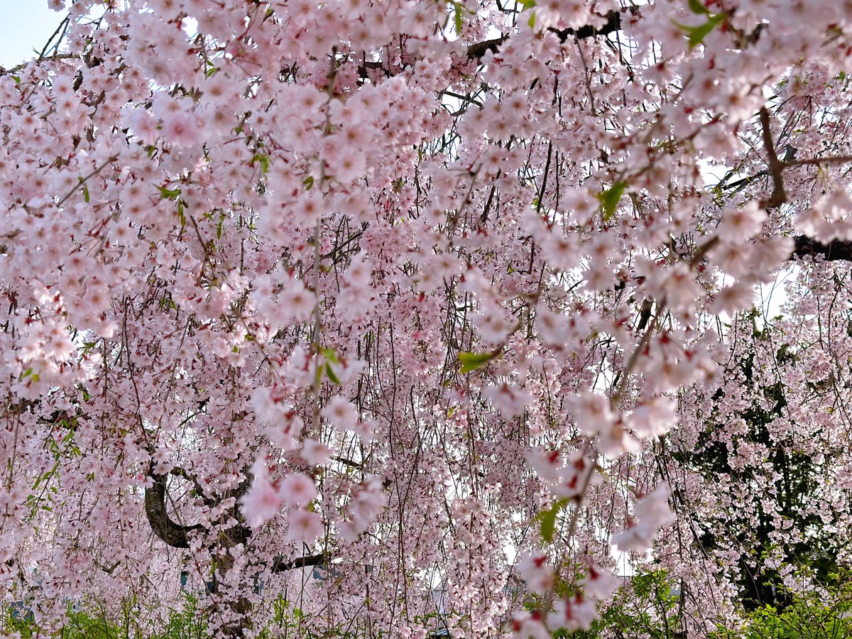 桜旅🌸