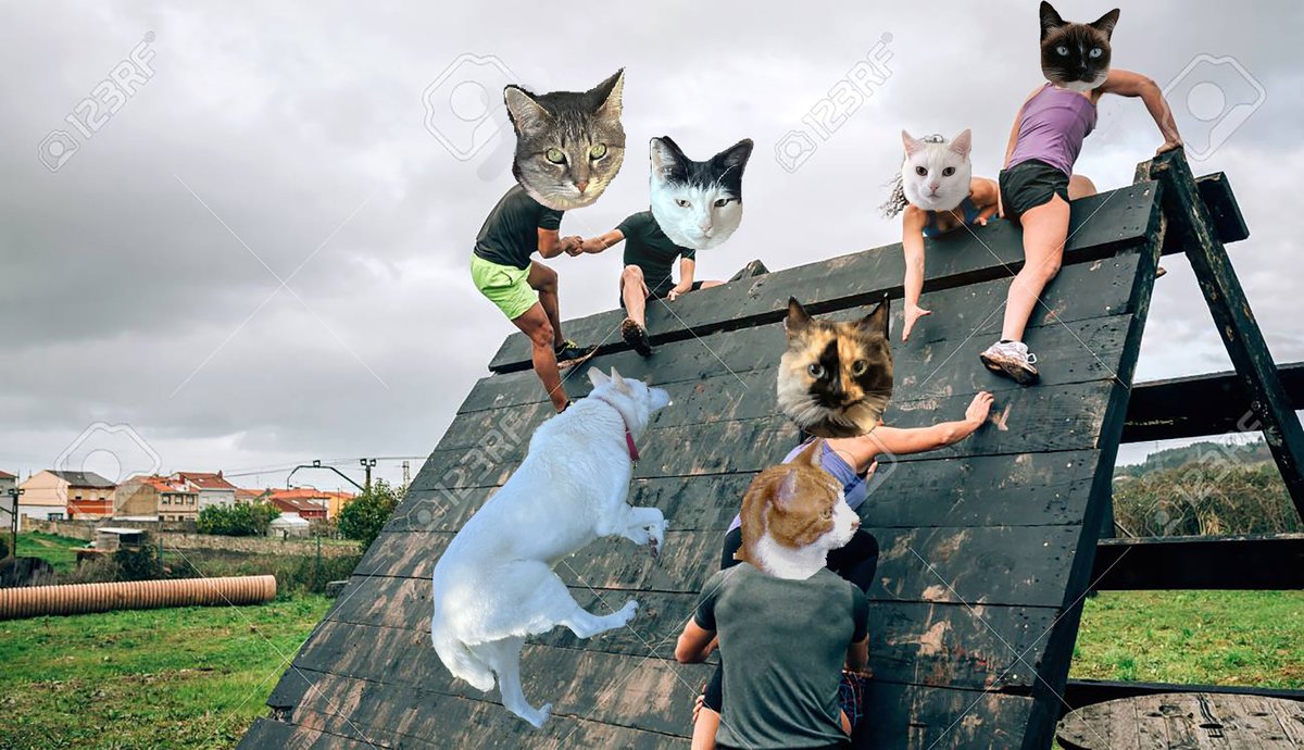 #zzst @catsrule0 @MauSupercat @JennyNicholas4 @GeneralBazz @gensbazzbiddy @AviwhiteGSD Now its time to climb the wall. Everybody so good lending a hand. Everybody gonna make it to the top. Good job AVI you half way up there. And Saffy try and look a little bit happy. LOL