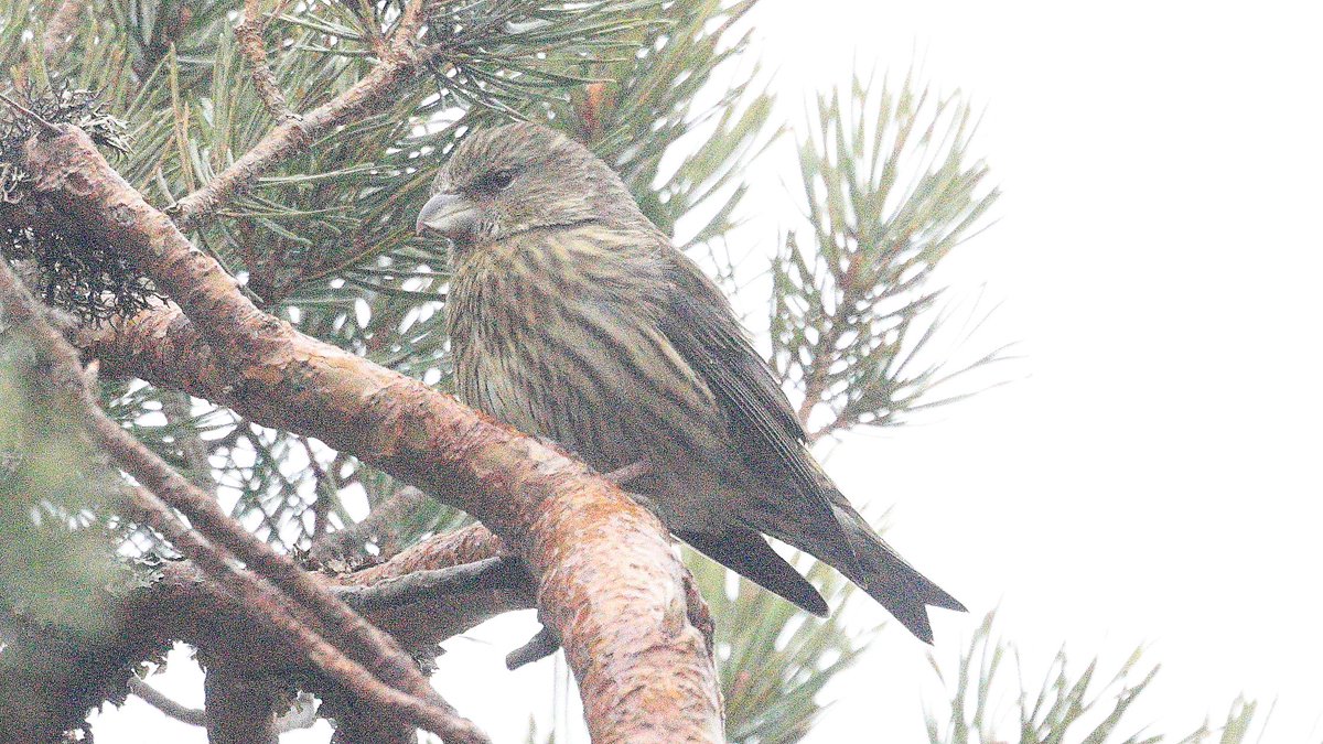 A freshly fledged Crossbill, listen out for the 'chitter' calls if you are walking in pinewoods at the moment. That's the constant begging from the young to the adults for food!