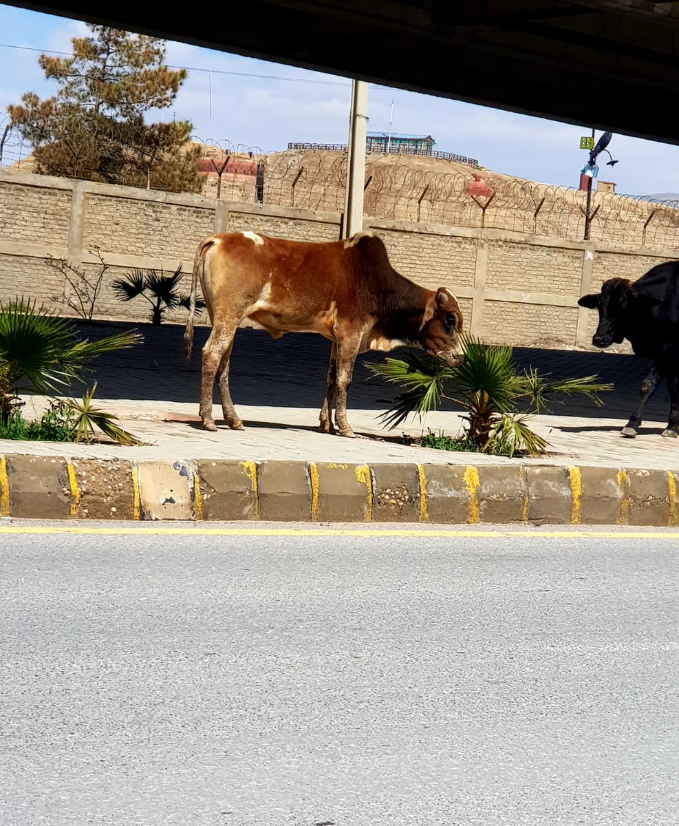 Some large ruminants are rooming in <a href="/Quetta/">quetta</a> town, mostly they are seen in road median to enjoy grazing. Some days they also are seen in garbage dumps. Needed to regulate, this will protect the environment and human health from zoonotic disease. @hamzashafqaat