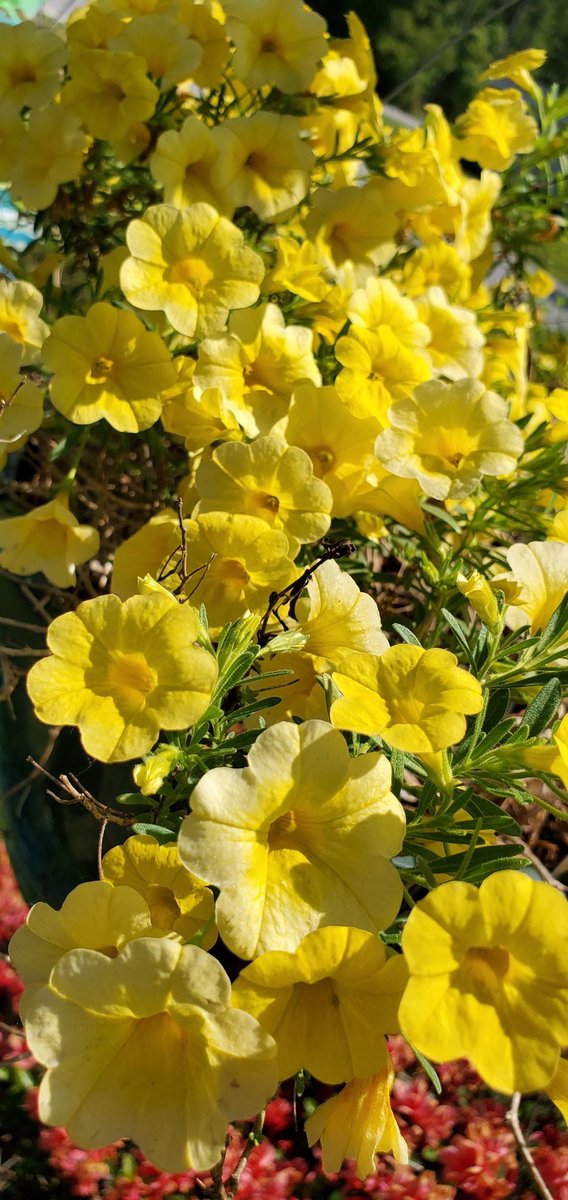 #GM #crypto #world... heard there was a #halving or something with #btc... ehhh... check out these #flowers in my yard though 🥰

#Yellow 
#jackjohnson @jackjohnson