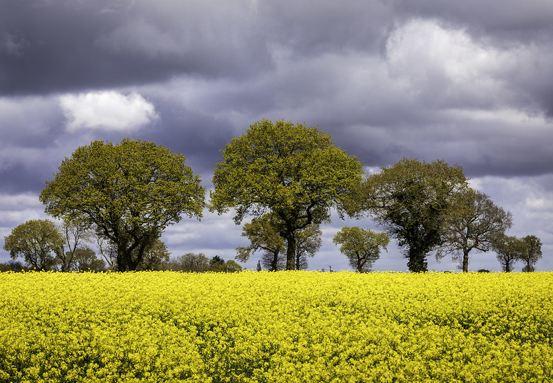 ktanimara's tweet photo. #RapeseedField #FlowerPhotography
20240419_Yellow countryside
https://t.co/2vslD3Ic73
Photo © Damien Walmsley at Flickr, Solihull, England, UK
#NaturePhotography https://t.co/vJk9aGpcjP