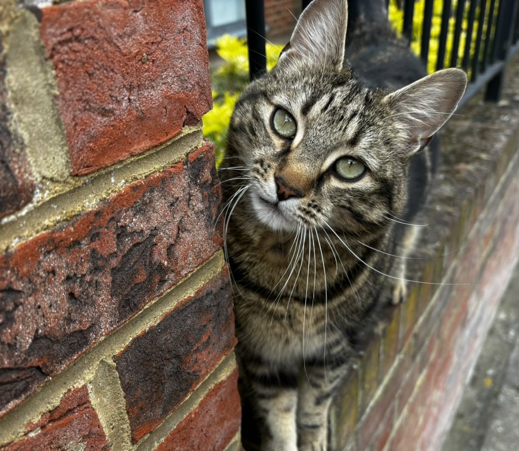 There’s a lot going on in my brain right now, and when I feel like this I take a walk to my old neighbourhood to see an old friend… It always works. The bond this cat and I have defies explanation.