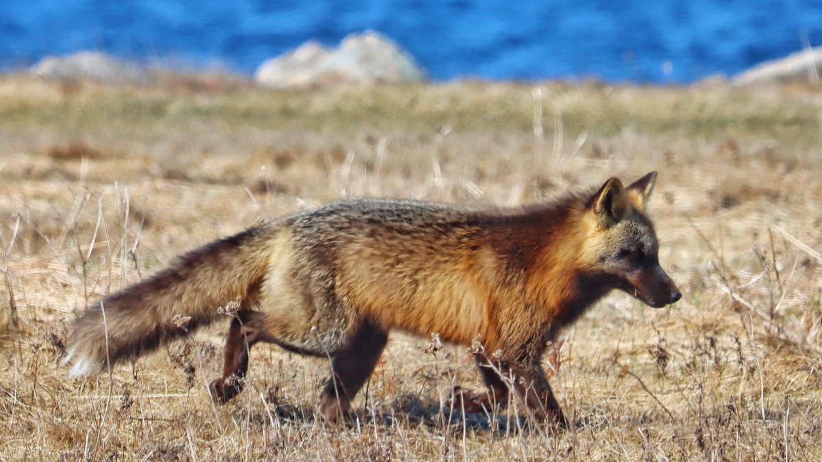 Spied out this fox on my morning drive to Cape Bonavista.
#WildlifeSpotting #fox #newfoundland