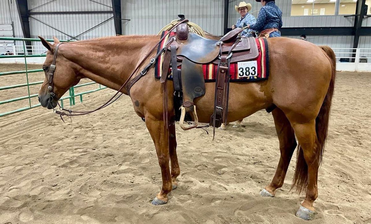 🎉SOLD🎉2012 AQHA Ranch Gelding - CASHIN ON A DUAL REY Dentley is by PLAY DUAL REY out of UNO CHEX TO CASH, Congress and World Champion producing dam. 

#seriousinquiriesonlyequine