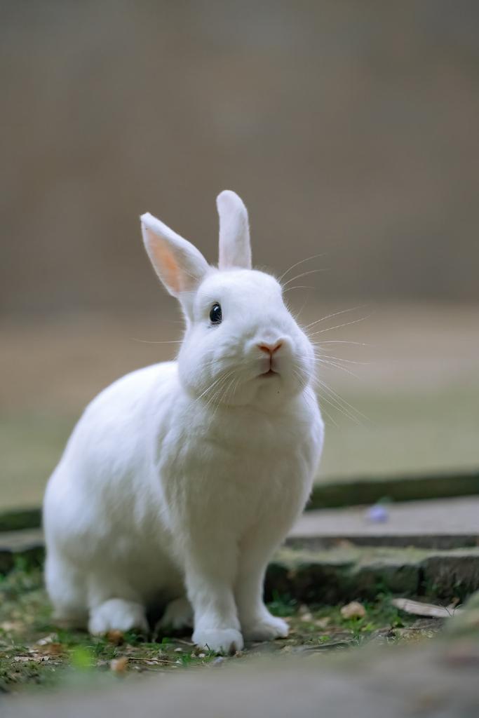 Have a woderful day!🐰🐰 #rabbits #bunny #furry #AnimalLovers #PeaceAndLove