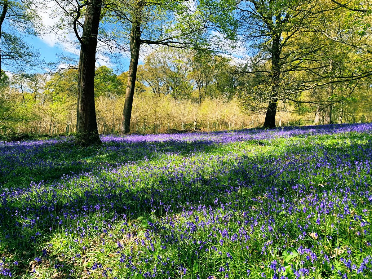 Thank you for the beautiful visit to see the bluebells this afternoon at Perrystone Estate <a href="/amblingwarrior/">Mark</a> <a href="/PerrystoneM/">Perrystone Meats</a> #Herefordshire #Bluebells #woodland #wildflowers