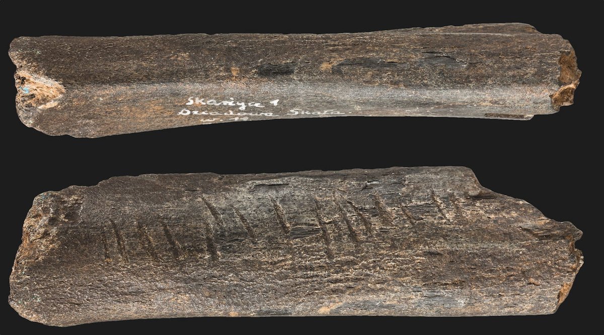 Oldest Incised Bone Found in Northern Europe Demonstrates Early Cognitive Abilities of Neanderthals
#evolutionsoup #evolution #paleontology #paleoanthropology #science 
👉🏿👉🏼is.gd/T8bjbC