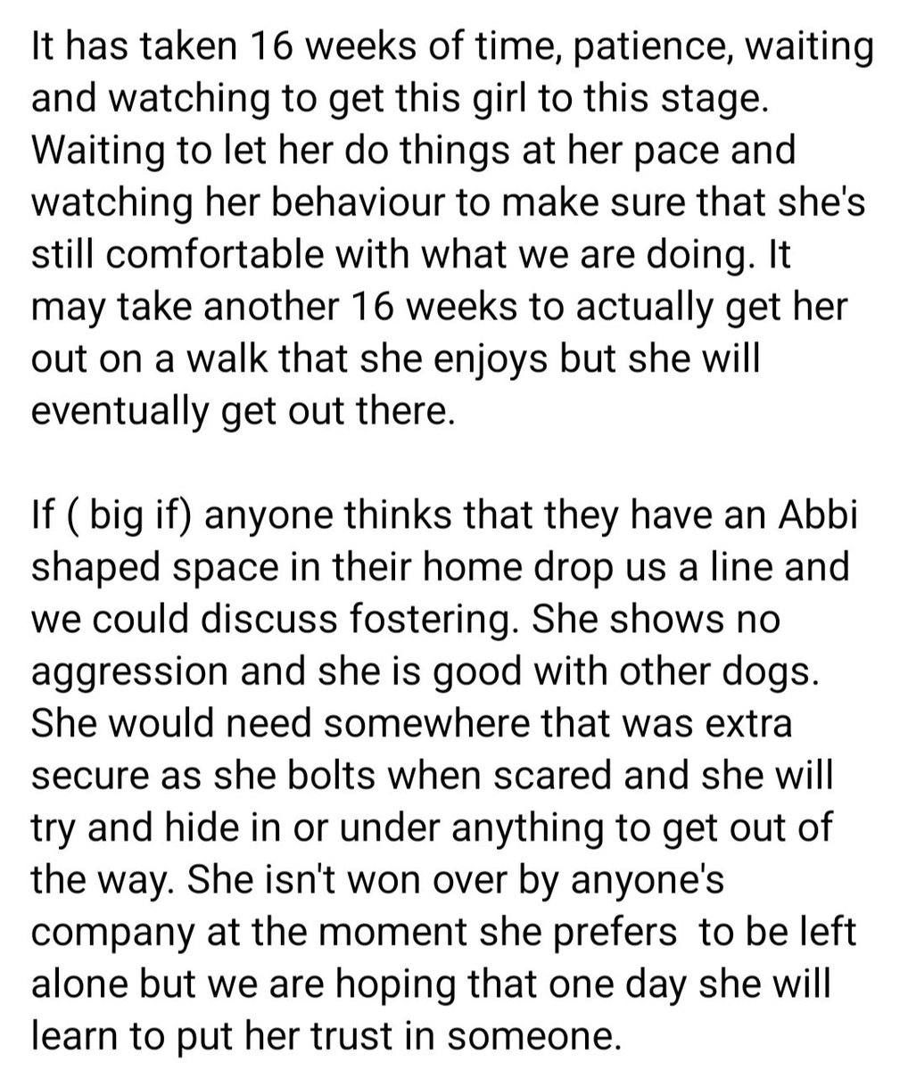 Meet Abbi, She has been in our #SouthYorkshire kennels ( formerly Notts) since December. Her story is one we see far too often, and sometimes we need to show you, the public, the behind the scenes stuff 😢

#dogs #GermanShepherd #Malinois #Rescue #Saturday