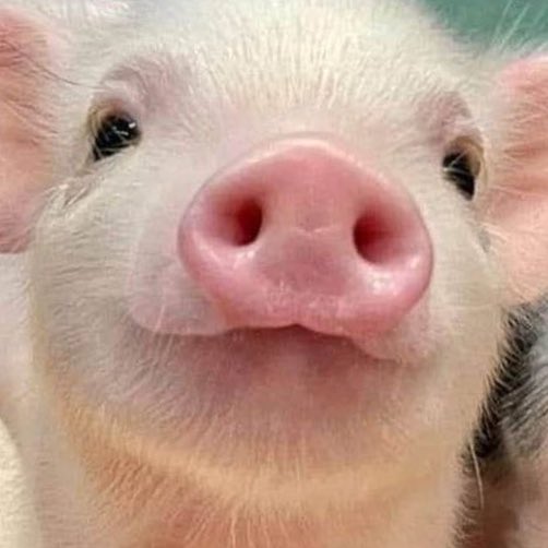 fluffynexx's tweet photo. มุอุ้ดนิ 🐽 https://t.co/HGf46rKHpe