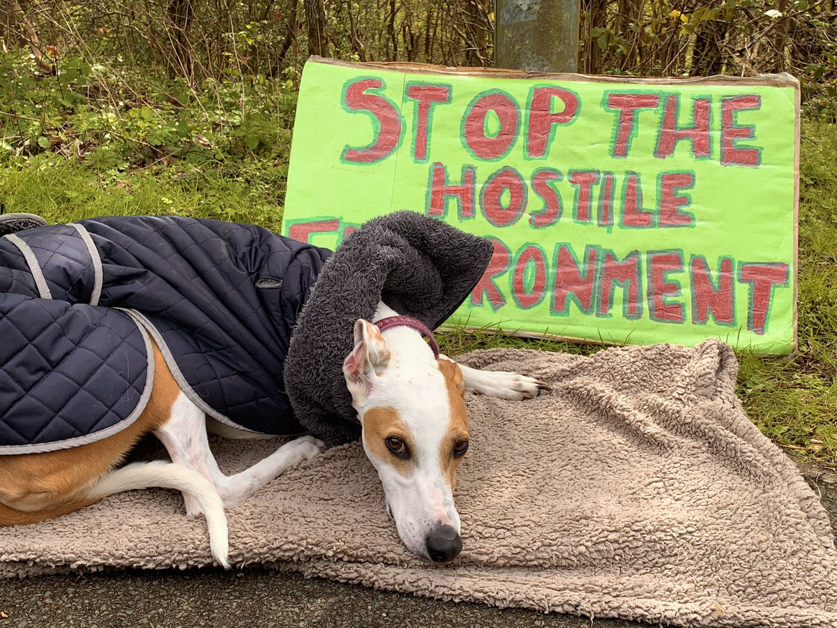 This protest pup says STOP THE HOSTILE ENVIRONMENT! 

@ Derwentside IRC today calling for closure of this immigration prison & an end to immigration detention. 

Detention is inhumane & totally unnecessary. #ShutItDown #SetHerFree #MigrantsWelcome 🧡💪