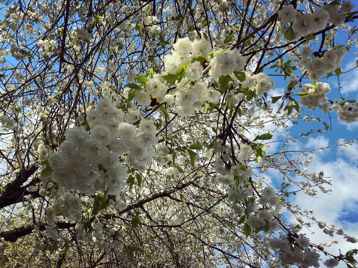 We are so lucky at Parklands to have many beautiful white Cherry blossom trees, even if it doesn’t last long #AppreciateNature #MindulInNature