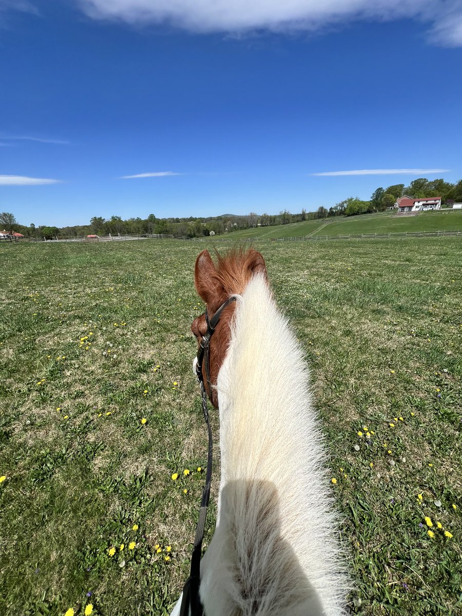 We’re on the second round of dandelions…#scipolpony