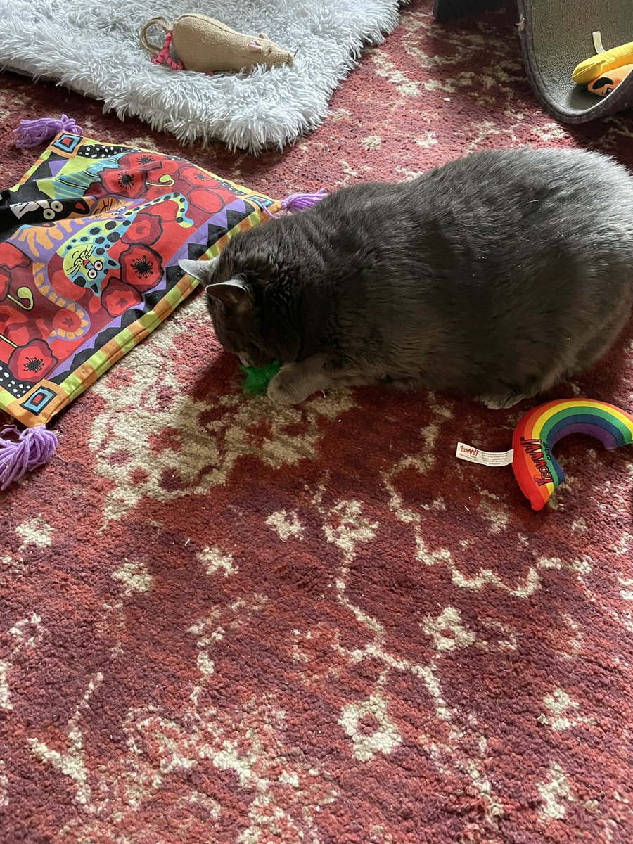 Hargitay1NY's tweet image. Mom replenished our toy stock, we are very happy this #Caturday Lily &amp;amp; Tippy &amp;amp; thank you @Chewy 😎 #catniptoys