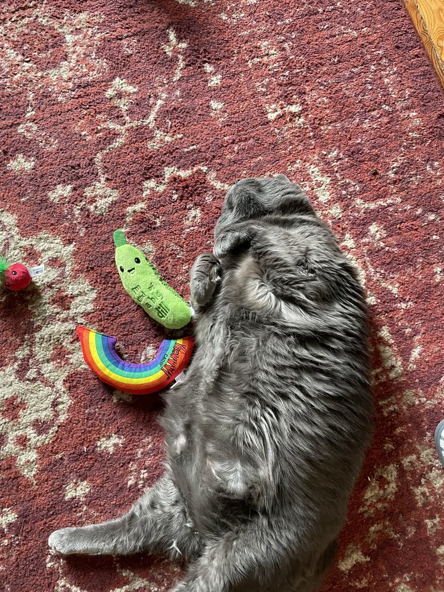 Hargitay1NY's tweet image. Mom replenished our toy stock, we are very happy this #Caturday Lily &amp;amp; Tippy &amp;amp; thank you @Chewy 😎 #catniptoys