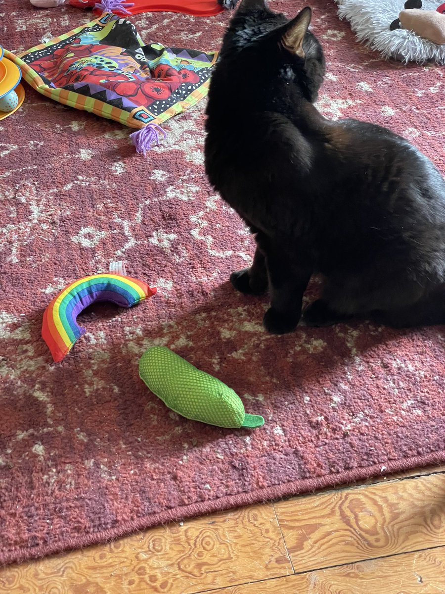 Hargitay1NY's tweet image. Mom replenished our toy stock, we are very happy this #Caturday Lily &amp;amp; Tippy &amp;amp; thank you @Chewy 😎 #catniptoys