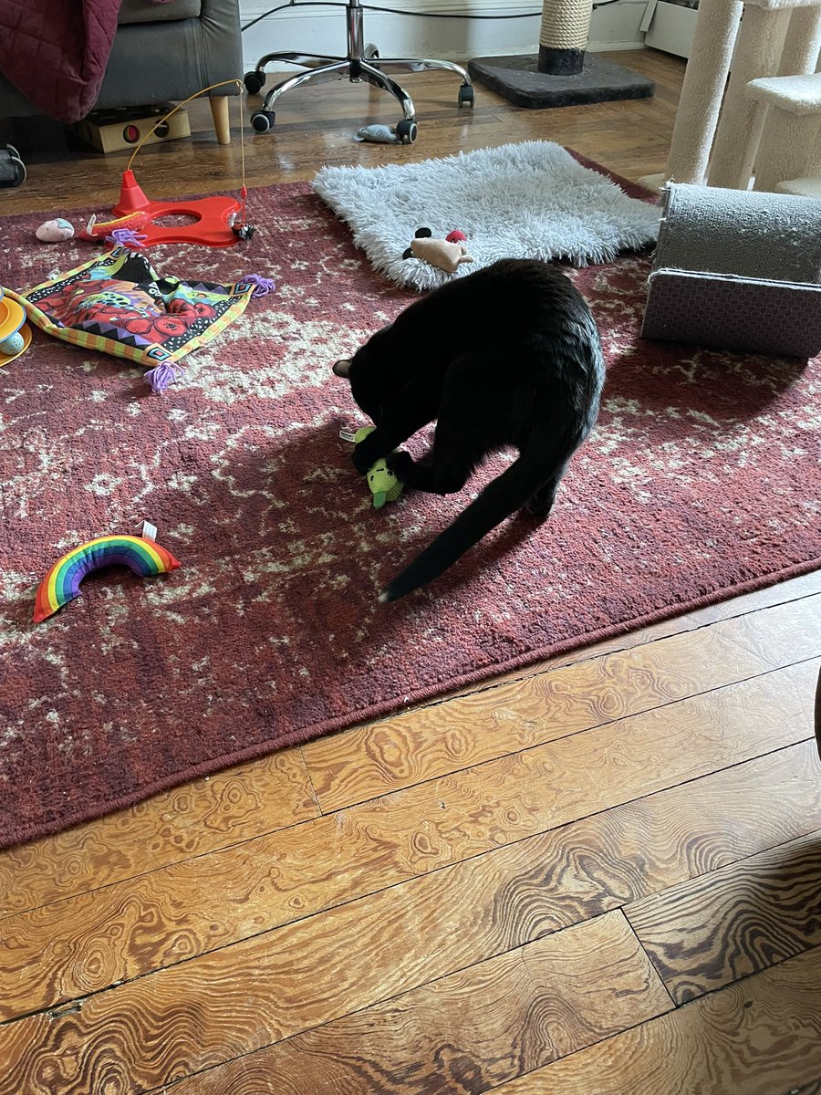 Hargitay1NY's tweet image. Mom replenished our toy stock, we are very happy this #Caturday Lily &amp;amp; Tippy &amp;amp; thank you @Chewy 😎 #catniptoys