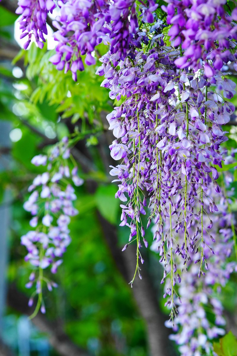 ご近所の庭先フォト！😊
藤の花