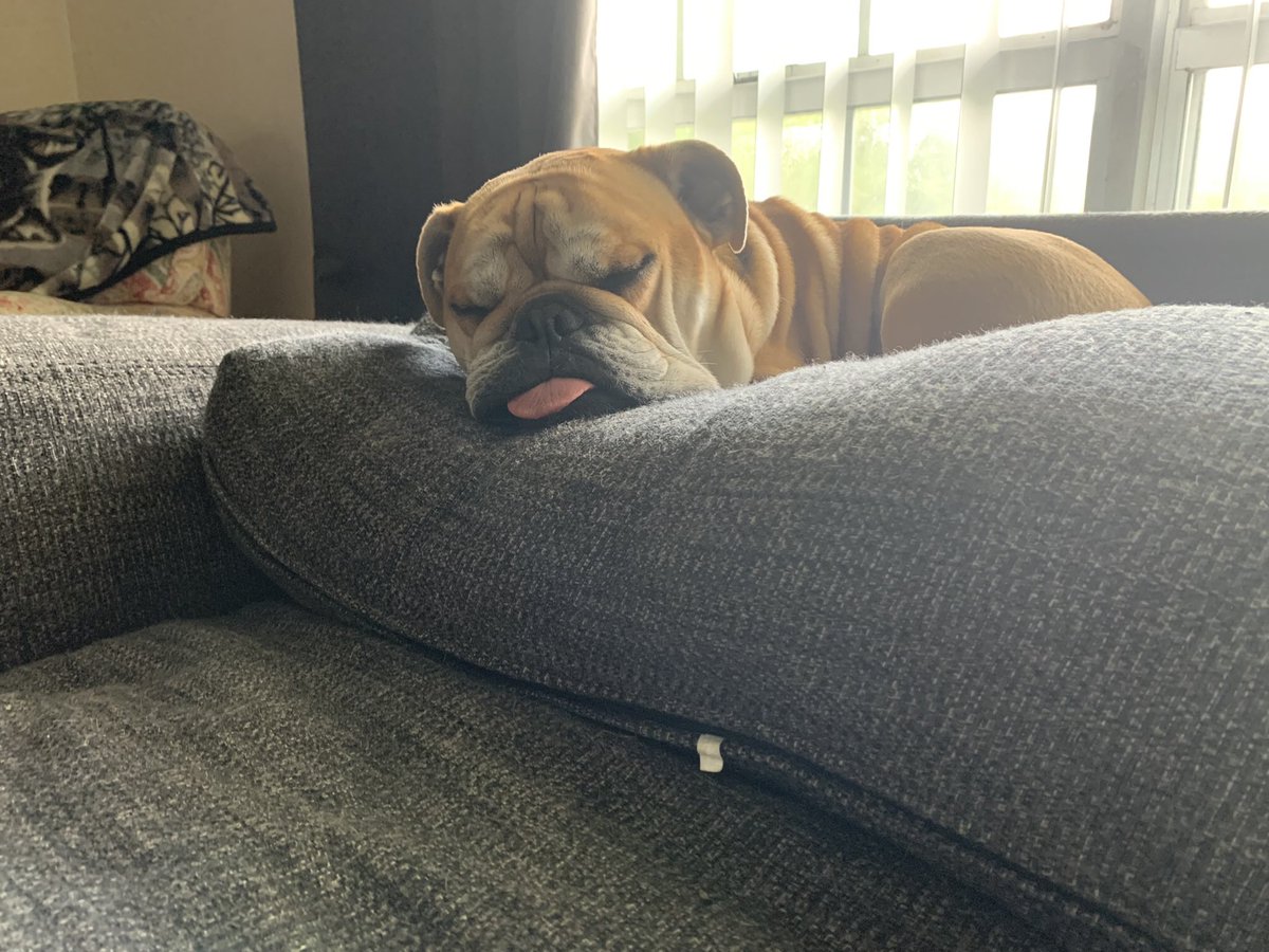 steveeboyd17's tweet photo. @ShortBusDalt BULLDOGS are the best!!! 😍 https://t.co/Bp5JfPHCQU