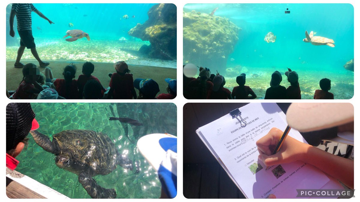 Belles rencontres et merveilleux souvenirs, merci Kélonia !
#sortiepedagogique
<a href="/Ravine_Creuse/">École Ravine Creuse 1</a>