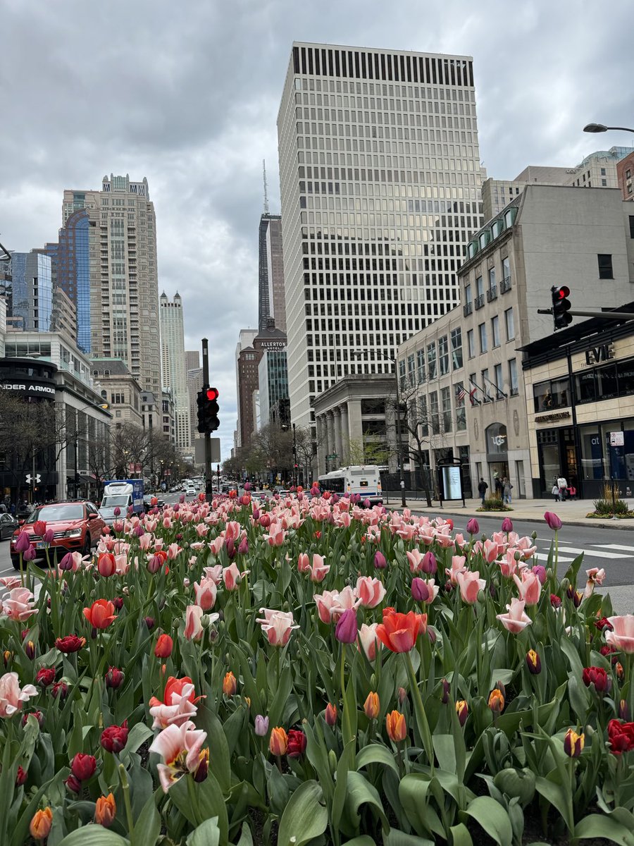 Another pretty day ⁦@chicago⁩! Loving the tulips. 🌷
