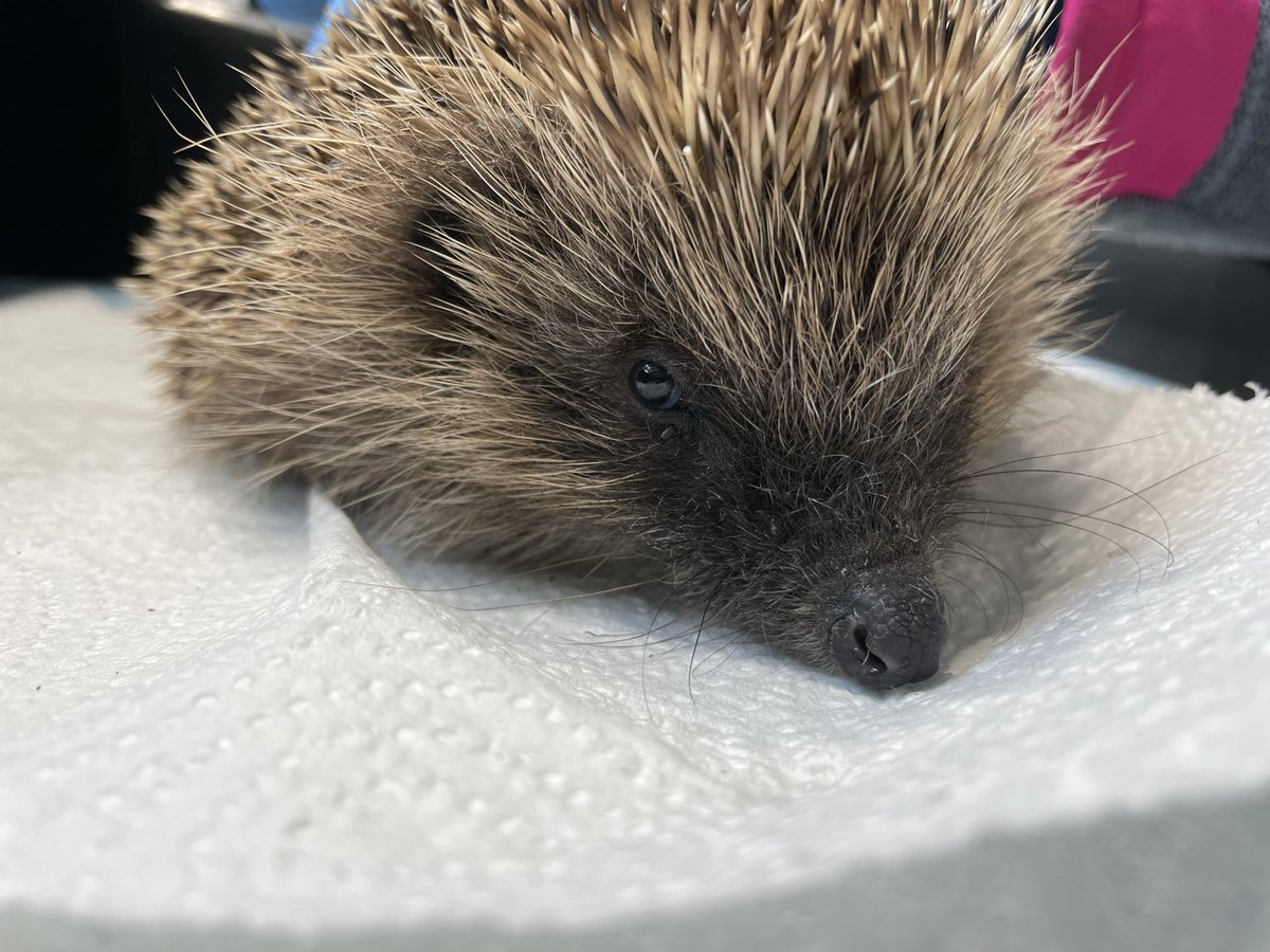 This gorgeous boy is Harvey. His finder heard his bubbly chest on her wildlife camera & waited up for him for 2 nights. No joy, but by sheer luck she saw him eating from her feeder in the morning. Any out in the day hedgehog is an emergency. His  treatment is underway #hedgehog