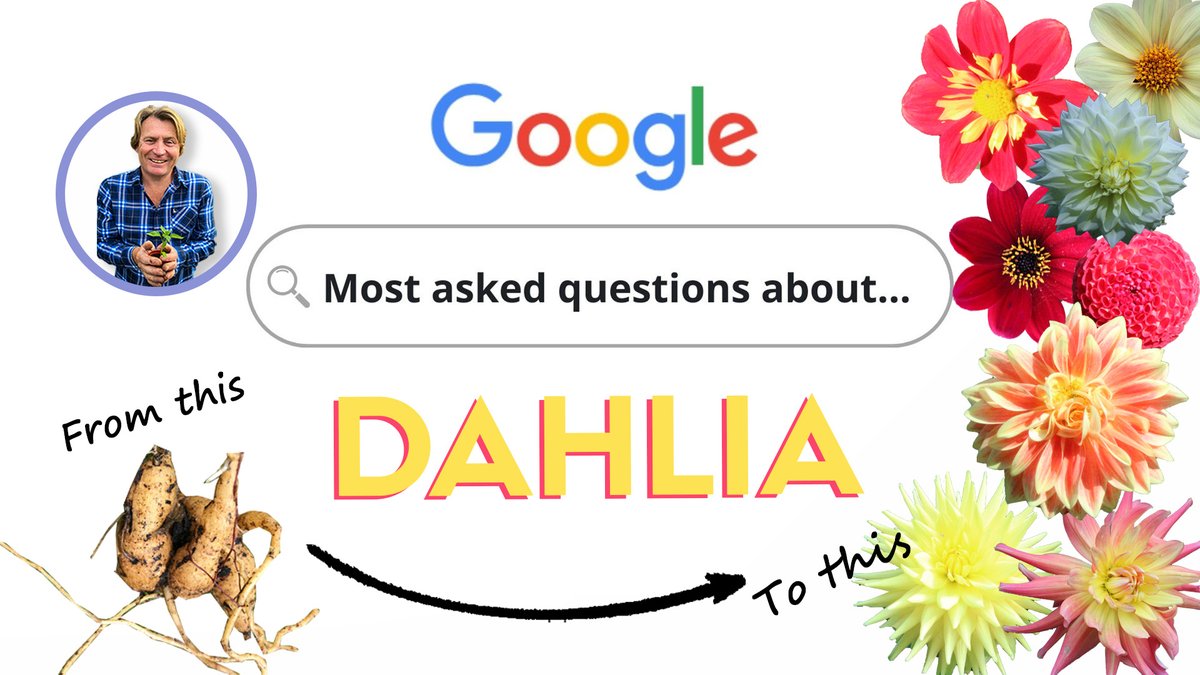Dahlia is one of the most striking flowering plants for your garden. But what are the most searched-for questions on Google for this gorgeous bloom? Watch now 👉 bit.ly/3xeSpXF