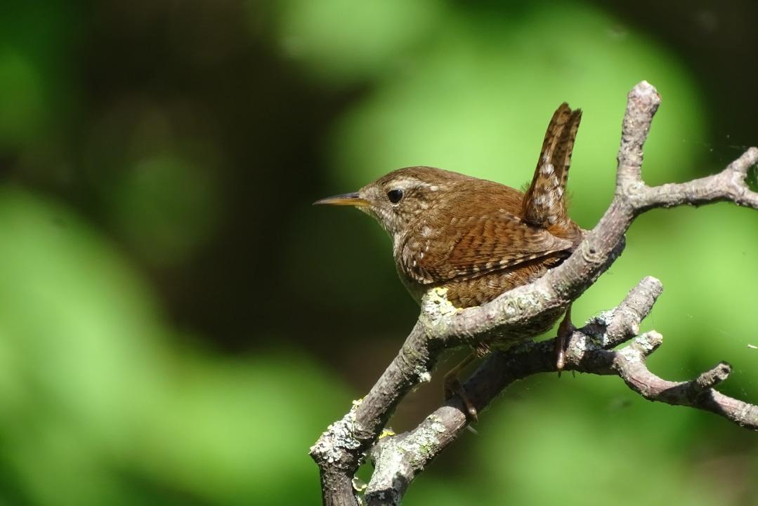 Chochín paleártico (troglodytes troglodytes) posando, que ya es raro