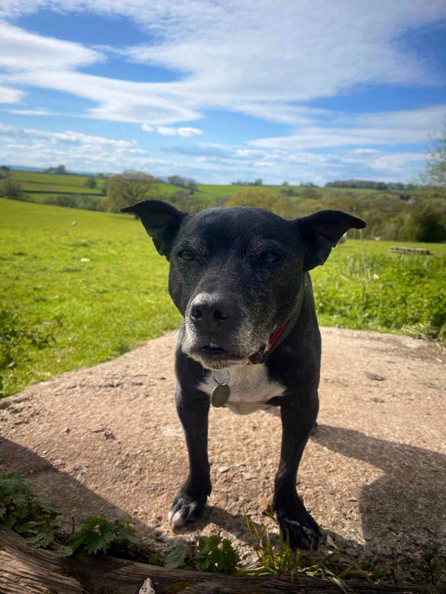 Its #StaffieSaturday and another beautiful day 🐾❤️🐾