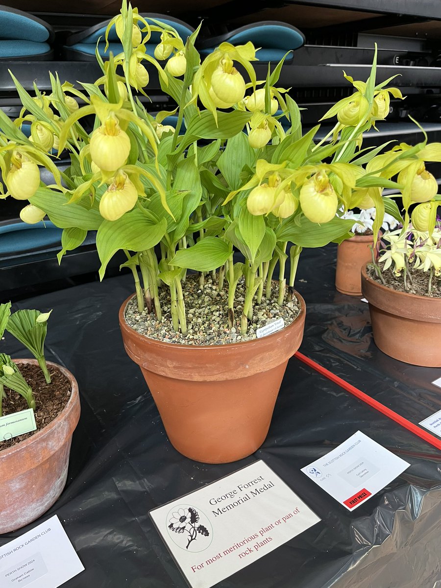 SRGC show today in Perth, winner was Cypripedium hybrid Ursel grown by Cyril Lafong.