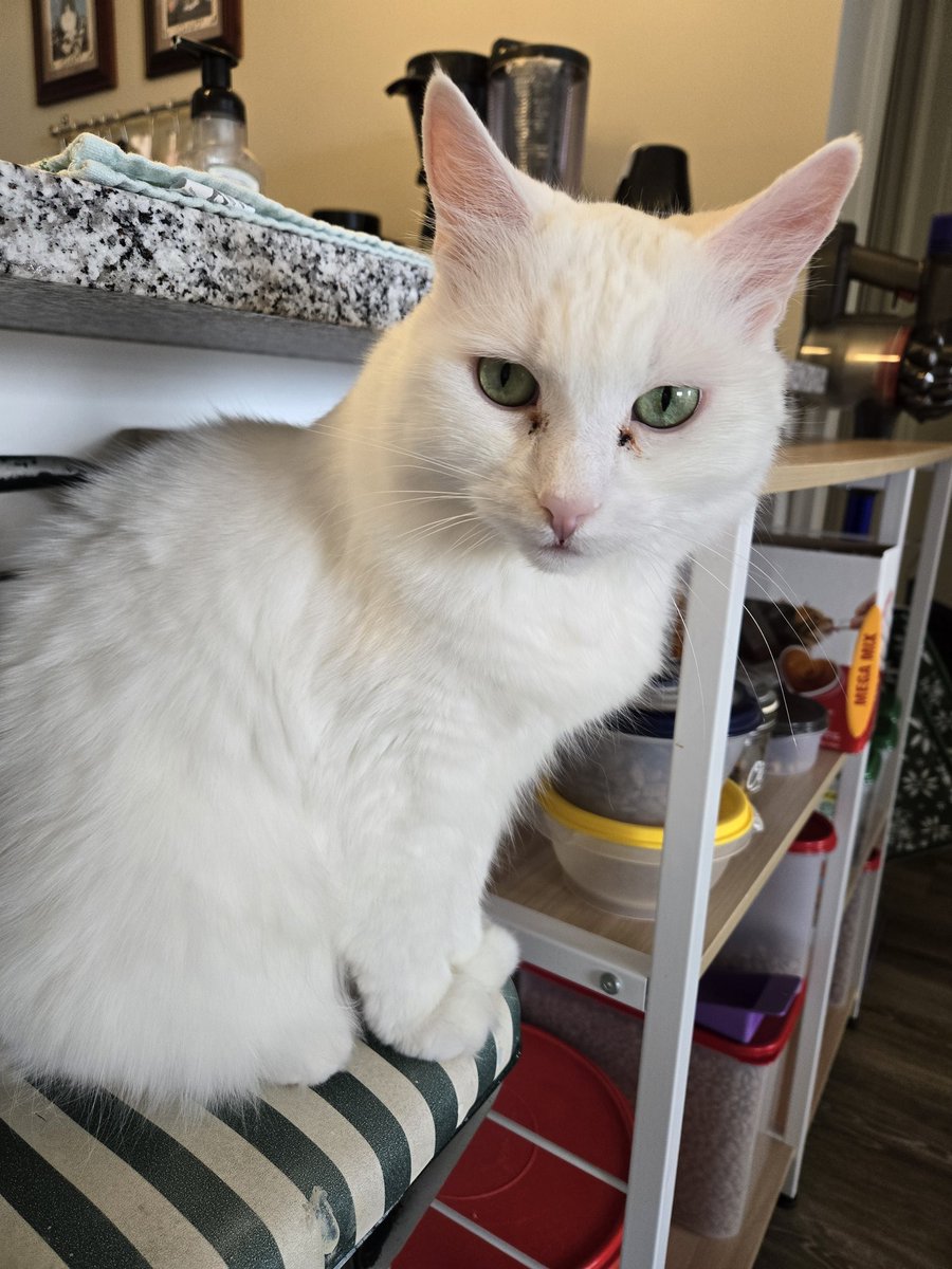 Happy Caturday 😻 #HappyCaturday #Caturday #Drielthecat #WhiteCat #WatsonTheGinger #GingerCat #catsofinstagram #instacats #cats #catsagram #CatsOfIG