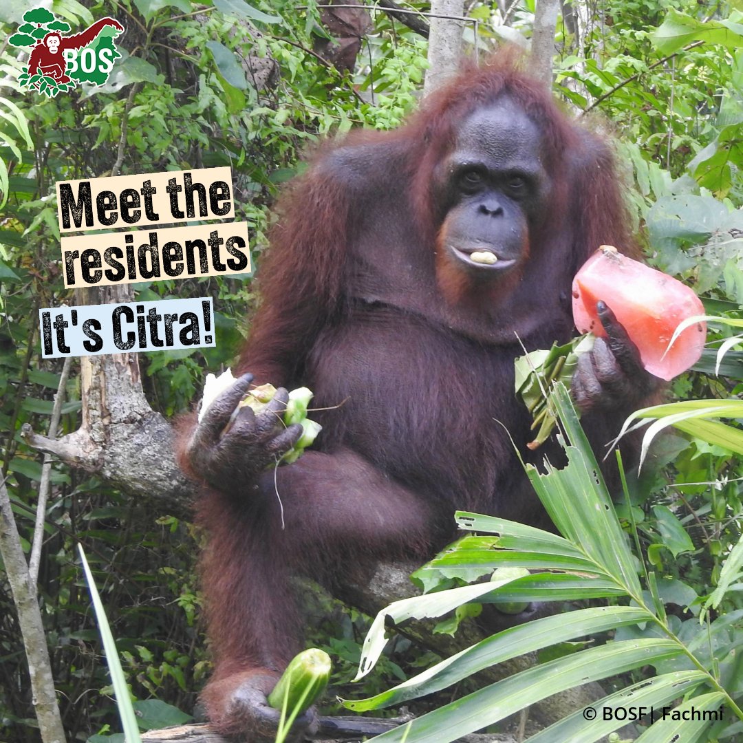 Before being confiscated, Citra was illegally kept as a pet. She can't be returned to the #wild, so will live out her life on a #SanctuaryIsland. In this photo, you can see her enjoying a special iced treat made for her by the enrichment team. #MeetTheResidents