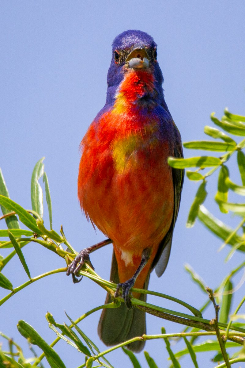A painted bunting sings out while perched in a tree 🐦🌈🇺🇸

#Saturday #photographer #beautiful