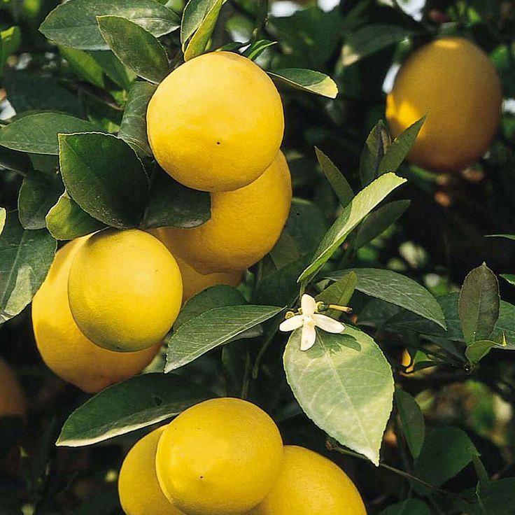 Kenyan lemons are a face of attraction in the global markets due to their vibrant flavor and high vitamin C content. The diverse agro-ecological zones in Kenya have made it suitable for cultivating lemon in all parts of the country making Kenya stand as one of the largest lemon