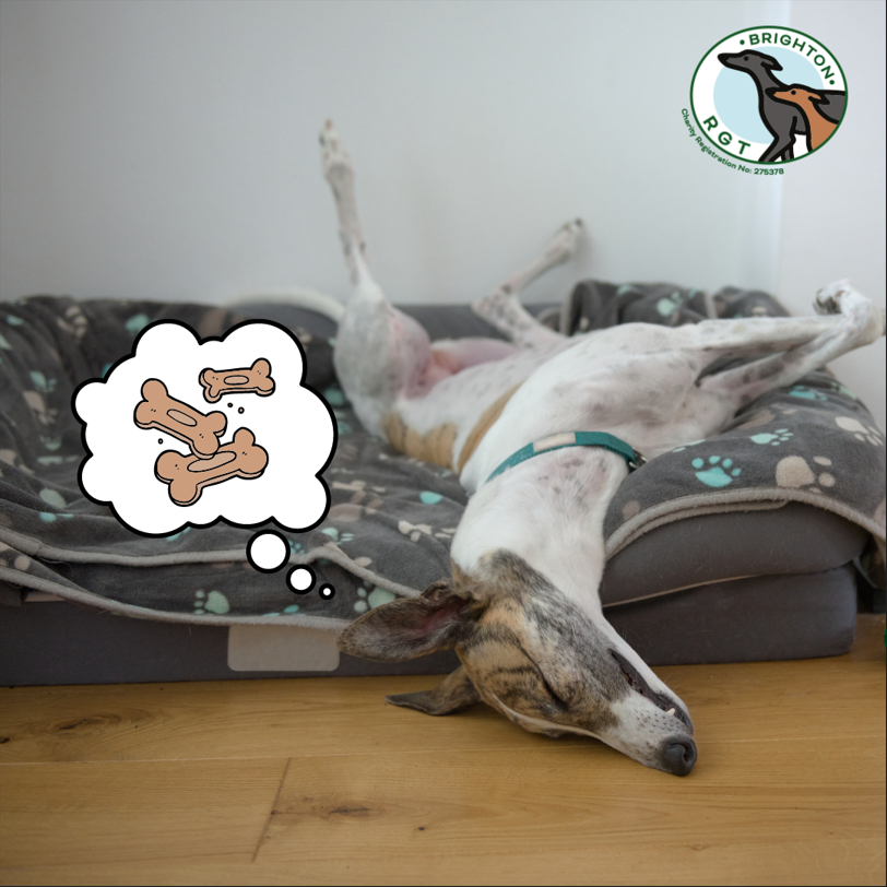 Brighton_RGT's tweet photo. We'd love to see your hounds crazy sleeping positions! 🤪🐶
#HoundSleeping #FunnyPets #CrazyPositions #DogNap #SleepingDogs #PawsAndRelax #DogDreams #CanineComfort #SleepyPups #PetAntics #DogLife #GreyhoundNaps #BRGT #Brighton 💤 https://t.co/X20bKv5Fop