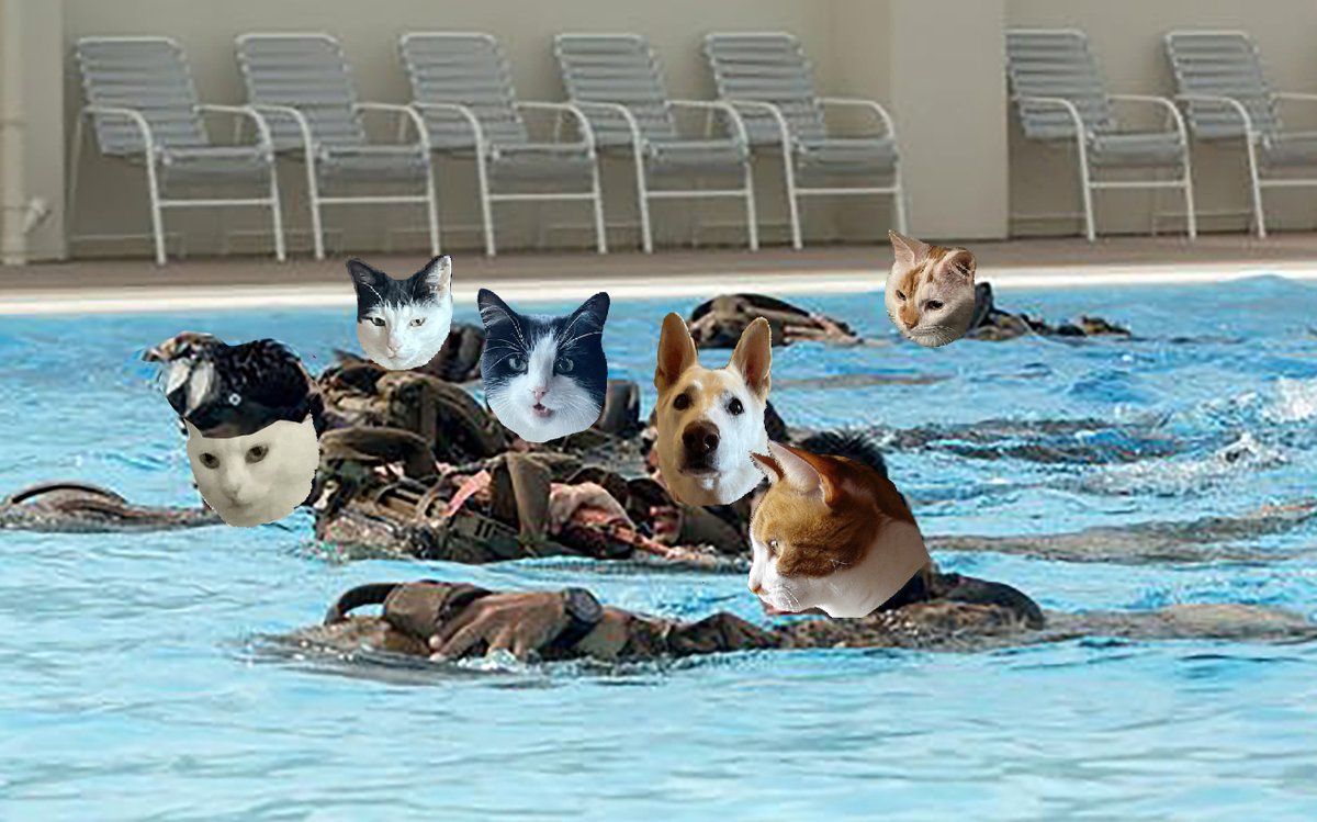 #zzst @catsrule0 @MauSupercat @JennyNicholas4 @GeneralBazz @gensbazzbiddy @AviwhiteGSD Now dis really tough challenge for kitties. Avi here to help us & save us if we gets too wet. We all gonna make it to end for sure. Marie has water goggles on. Her way out front is usual