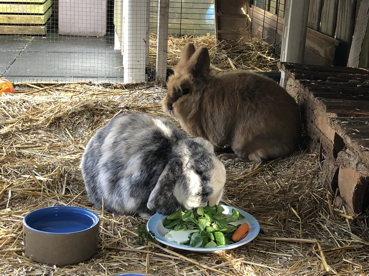 The only ones in the household not complaining about their vegetables