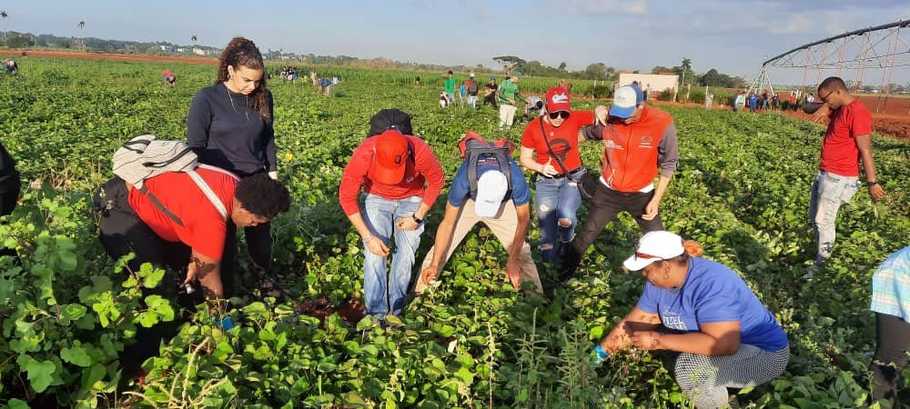 Ya se hace necesario que la agricultura revise los salarios de obreros agrícolas para impulsar ese renglon de la economía que tanta falta le hace al país y recuerden que toda las riquezas provienen de la tierra #SentirPinero #IzquierdaPinera #IzquierdaLatina #PorCuba