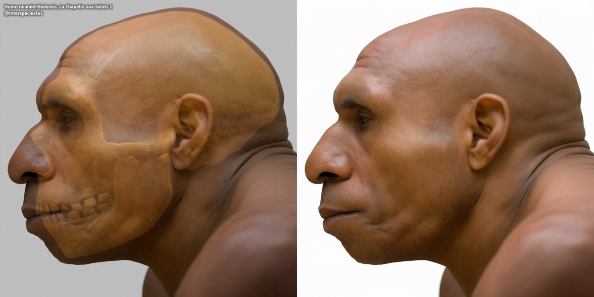 Facial Approximation based on La Chapelle-aux-Saints 1, a Neanderthal man discovered in Corrèze, France, dated to approximately 47-60kya, depicted as he may have appeared when he was younger and in good health.